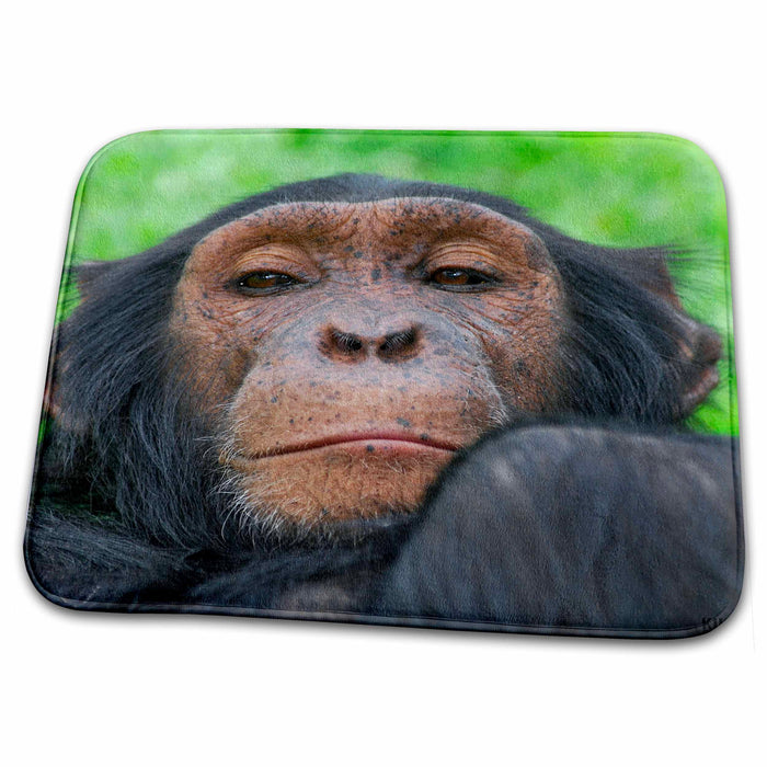 Dish Drying Mat - Rescue Chimpancees 3 Animals