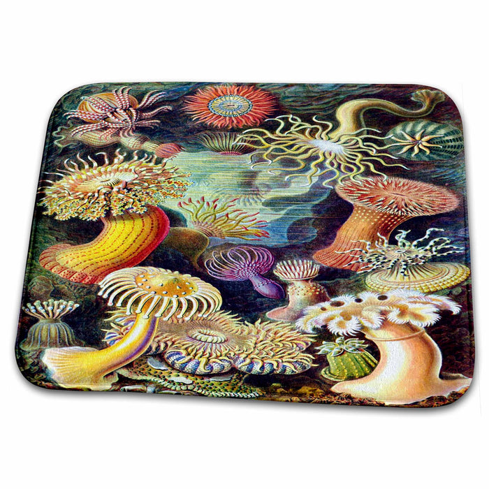 Dish Drying Mat - 1800s Famous German Biologist Illustration Of Sea Life.jpg Underwater Animals