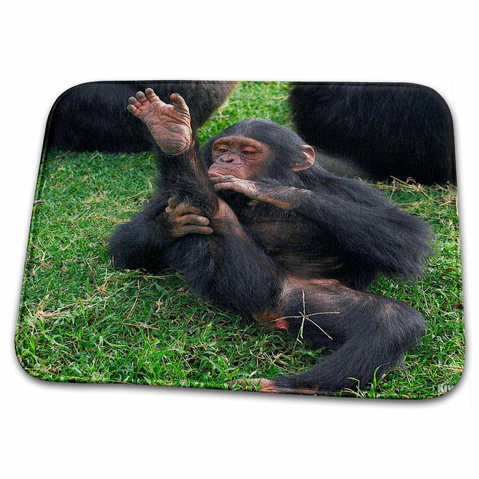 Dish Drying Mat - Rescue Chimpancees 9 Animals