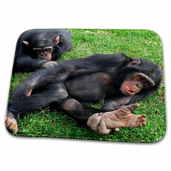 Dish Drying Mat - Rescue Chimpancees 10 Animals