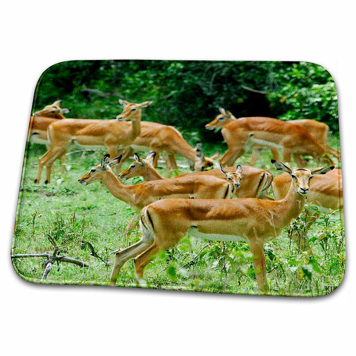 Dish Drying Mat - The shores of Lake Nakuru in Kenya Animals