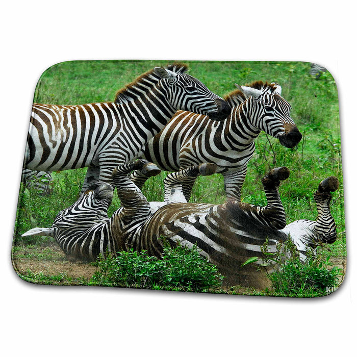 Dish Drying Mat - Common zebra Lake Nakuru  Kenya Africa Animals