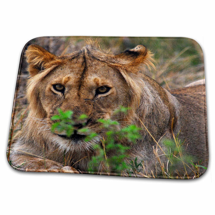 Dish Drying Mat - Lion Masai Mara National Park Kenya Africa Animals