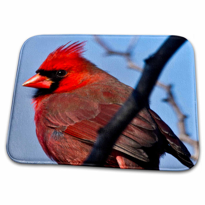 Dish Drying Mat - Juvenille Male Cardinal Photography Hot Springs National Park Wildlife