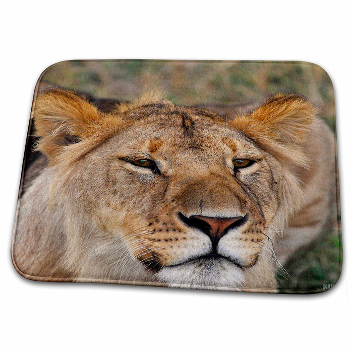 Dish Drying Mat - Lion Masai Mara National Park Kenya Africa 7 Animals