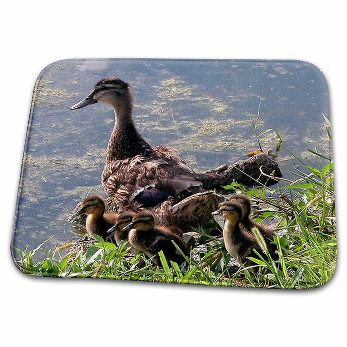 Dish Drying Mat - Mother Mallard with Chicks Bird Photography