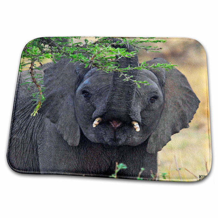 Dish Drying Mat - African elephant Masai Mara National Park Kenya Africa 2 Animals