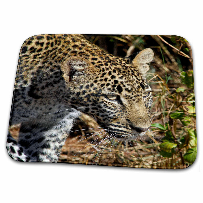 Dish Drying Mat - Leopard, Panthera pardus, Masai Mara National Park Kenya Africa 3 Animals