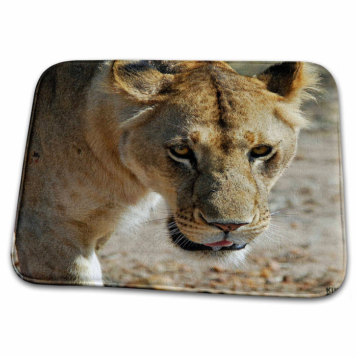 Dish Drying Mat - Lion, Panthera leo, Masai Mara National Park Kenya Africa Animals