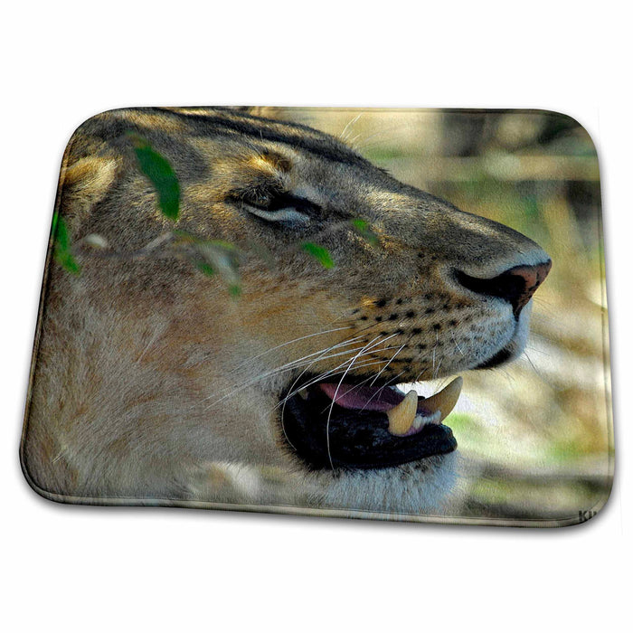 Dish Drying Mat - Lion, Panthera leo, Masai Mara National Park Kenya Africa 3 Animals