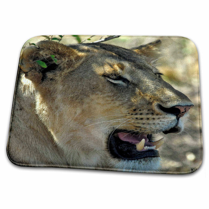 Dish Drying Mat - Lion, Panthera leo, Masai Mara National Park Kenya Africa 4 Animals