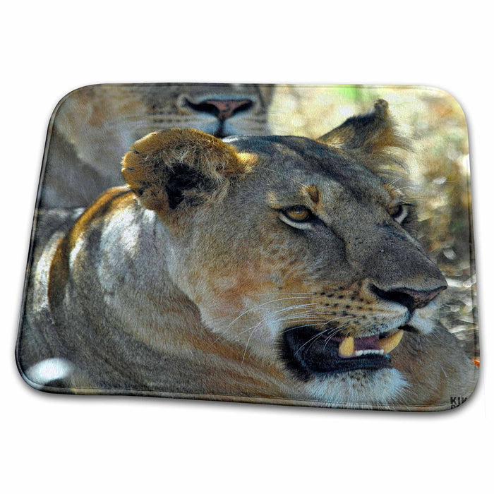 Dish Drying Mat - Lion, Panthera leo, Masai Mara National Park Kenya Africa 5 Animals