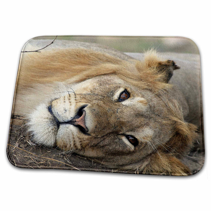 Dish Drying Mat - Lion, Panthera leo, Masai Mara National Park Kenya Africa Animals