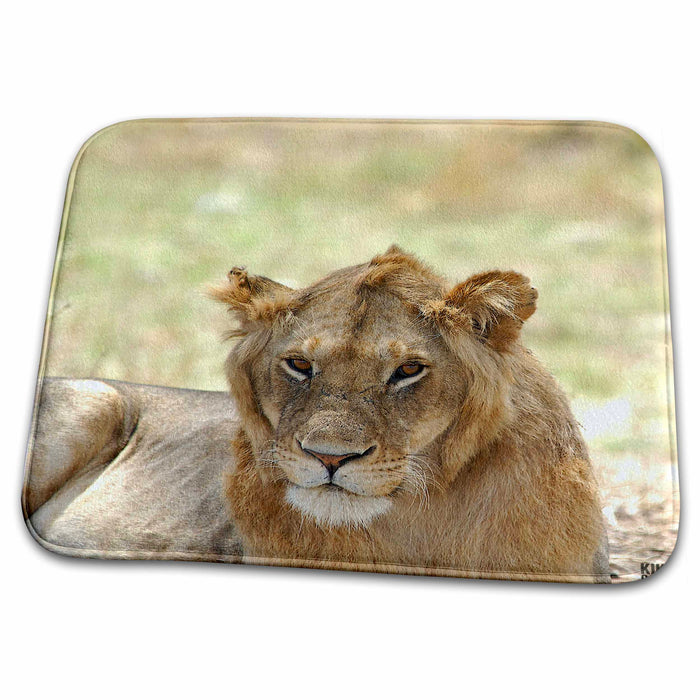 Dish Drying Mat - Lion, Panthera leo, Masai Mara National Park Kenya Africa 2 Animals