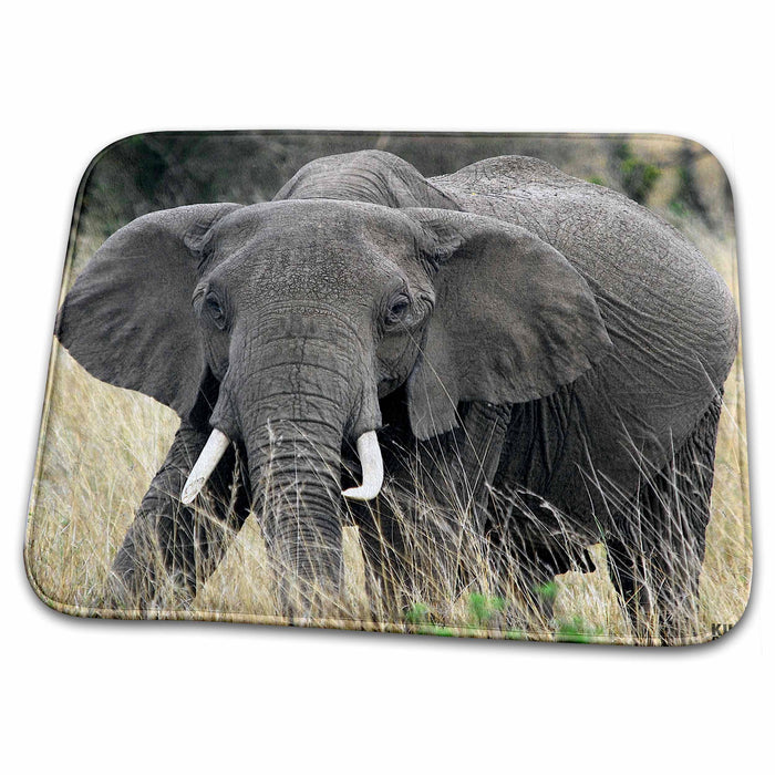 Dish Drying Mat - African elephant, Loxodonta africana, Masai Mara National Park Kenya Africa Animals