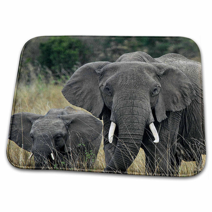 Dish Drying Mat - African elephant, Loxodonta africana, Masai Mara National Park Kenya Africa 2 Animals