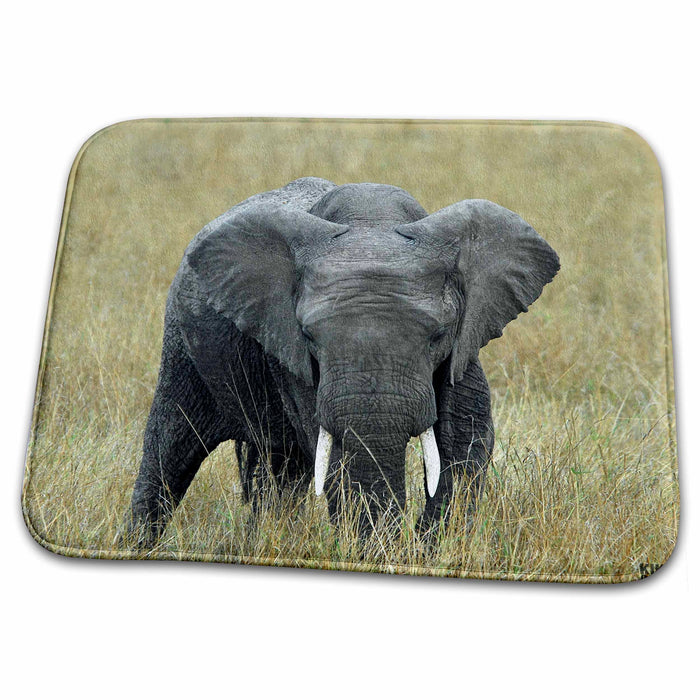 Dish Drying Mat - African elephant, Loxodonta africana, Masai Mara National Park Kenya Africa 4 Animals