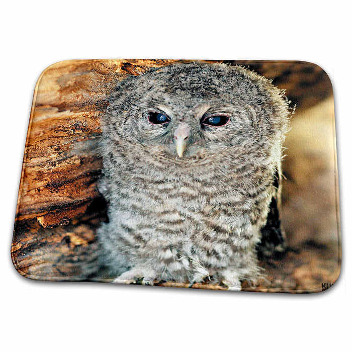 Dish Drying Mat - Tawny Owl, Strix aluco  One month young owl Aragon Spain Animals