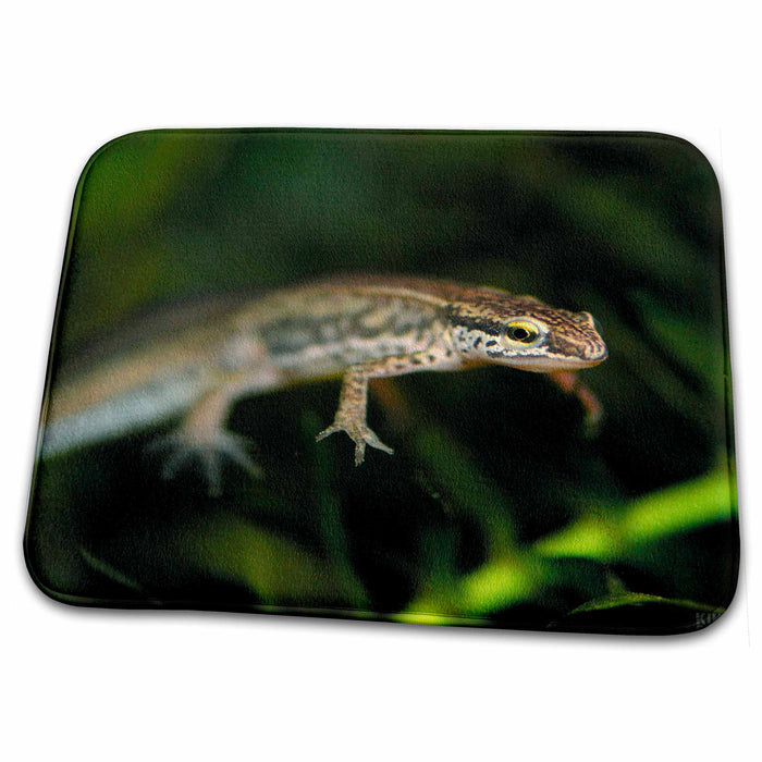 Dish Drying Mat - Palmate Newt, Triturus helveticus, in pond in breeding condition 2 Animals