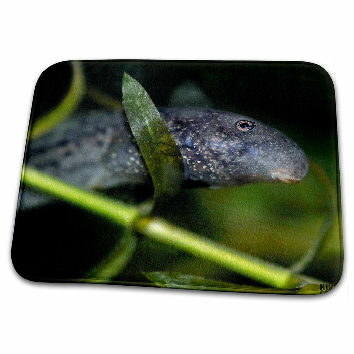 Dish Drying Mat - Iberian midwife toad, Alytes cisternasii, tadpole Animals