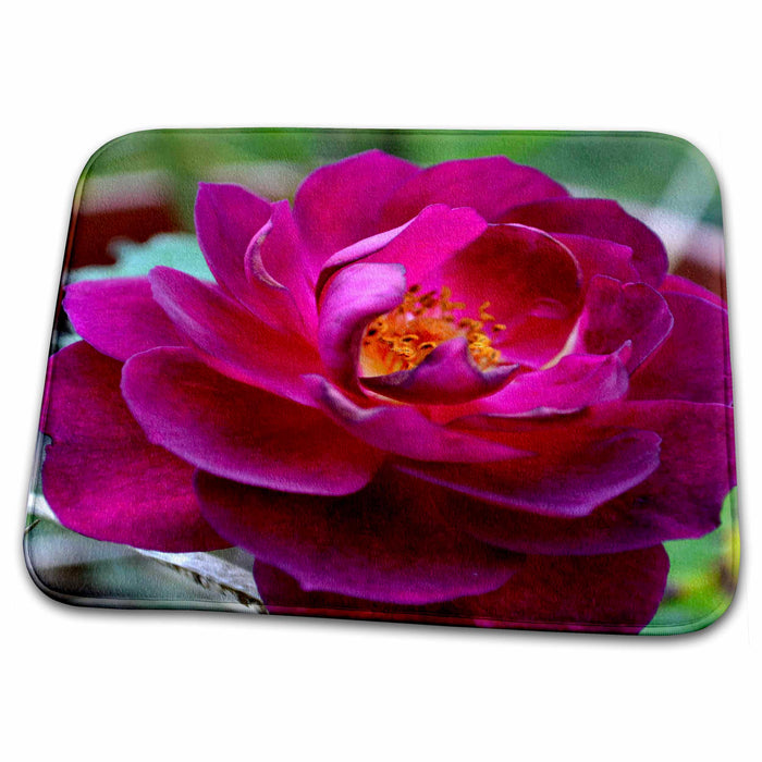 Dish Drying Mat - A beautiful dark pink garden rose WhiteOak Photography Rose Prints