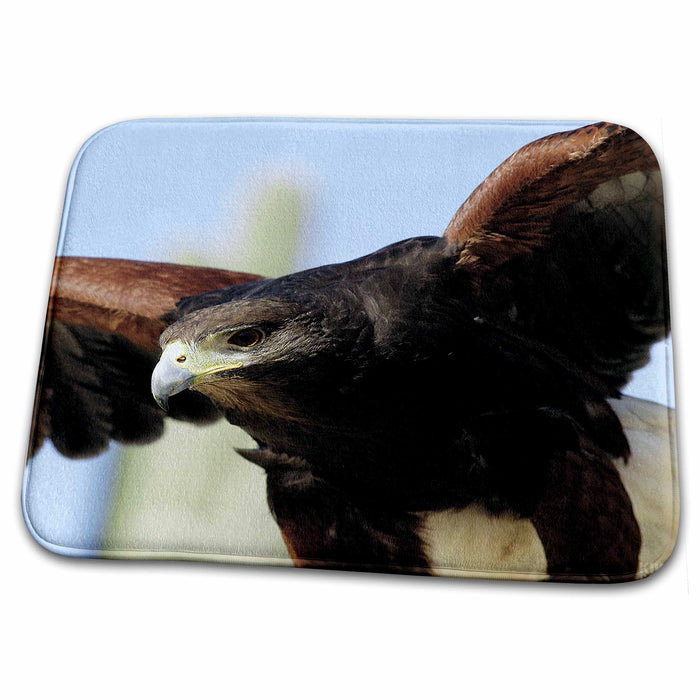 Dish Drying Mat - Harris Hawk, Parabuteo unicintus  Saguaro National Park Animals