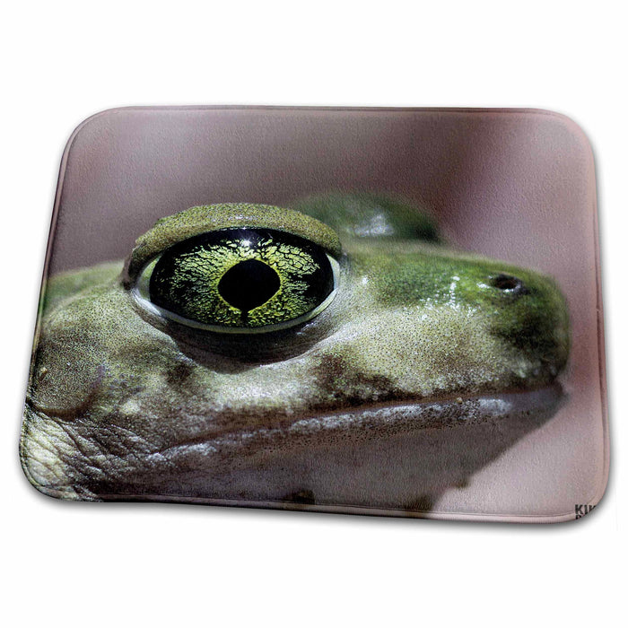 Dish Drying Mat - Couch  s Spadefoot,Scaphiopus couchi Animals