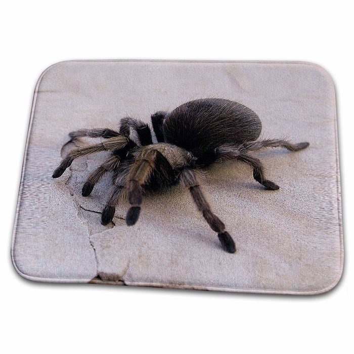 Dish Drying Mat - Desert Blond Tarantula, Aphonopelma chalcodes Animals