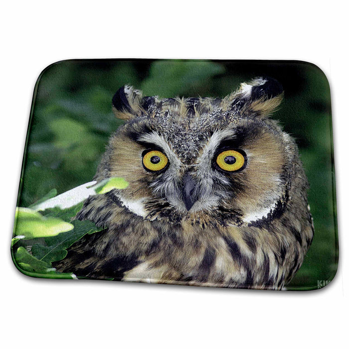 Dish Drying Mat - Long eared owl, asio otus, Aragon Spain Animals