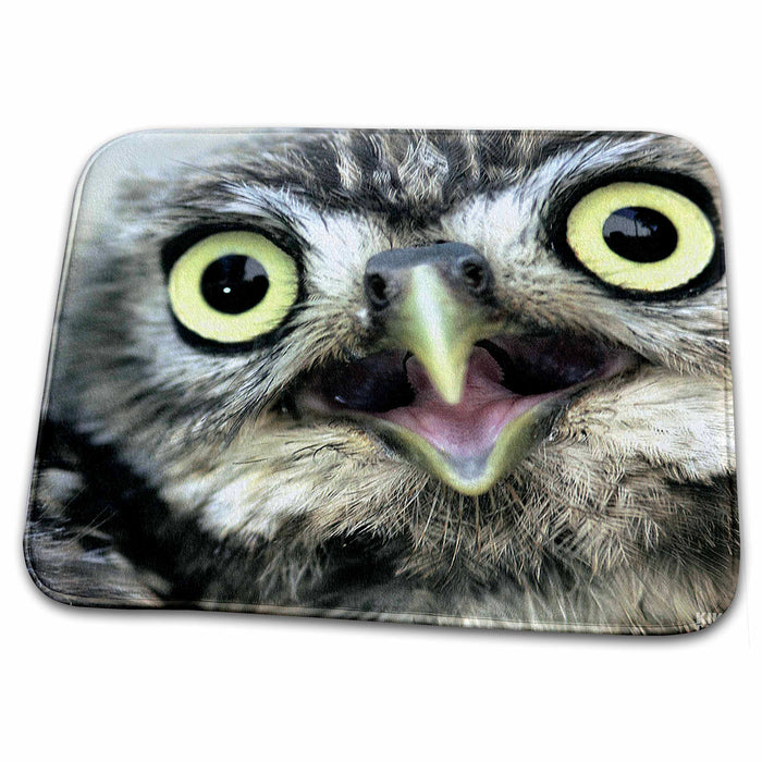 Dish Drying Mat - Little owl , Athena noctua, Aragon Spain Europe Animals