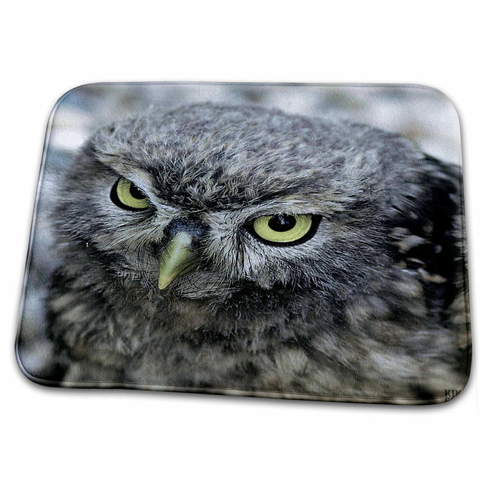 Dish Drying Mat - Little owl , Athena noctua, Aragon Spain Europe 3 Animals