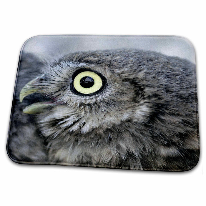 Dish Drying Mat - Little owl , Athena noctua, Aragon Spain Europe 5 Animals