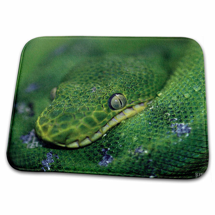 Dish Drying Mat - Emerald Tree Boa Animals