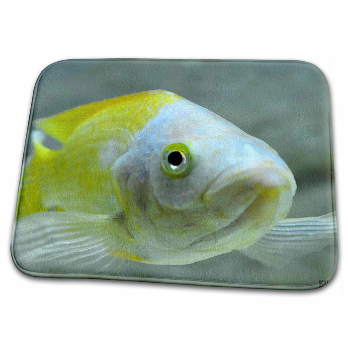 Dish Drying Mat - Picturing fish in the biggest river aquarium in Europe Animals