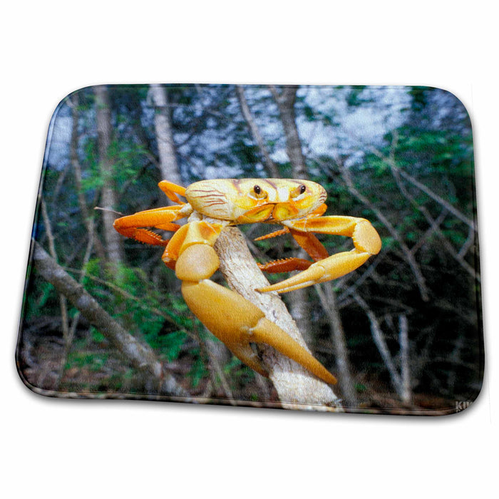 Dish Drying Mat - Mangrove Land Crab, likely to be Cardisoma guanhumi Animals