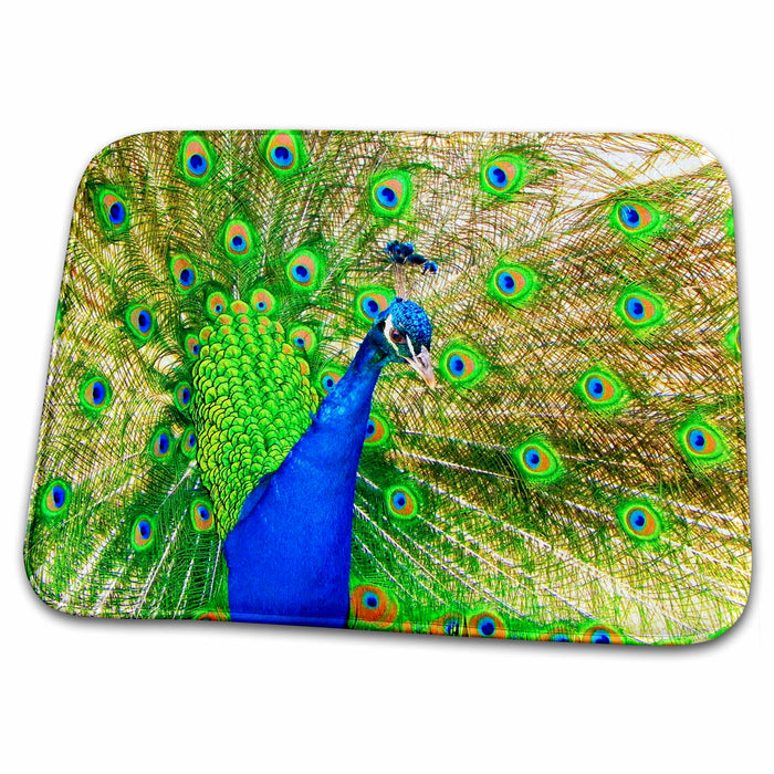 Dish Drying Mat - Brilliant colored Peacock remastered photograph Animals