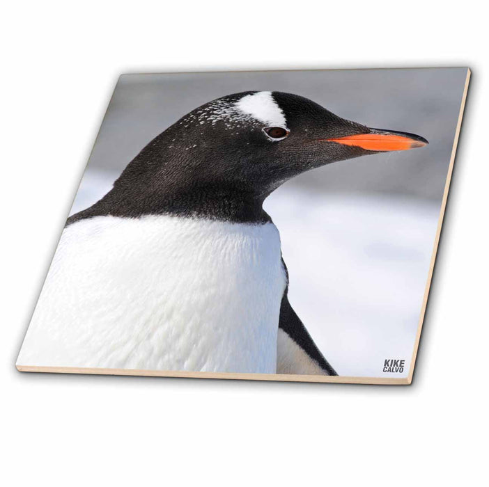 image of 12 Inch Ceramic Tile