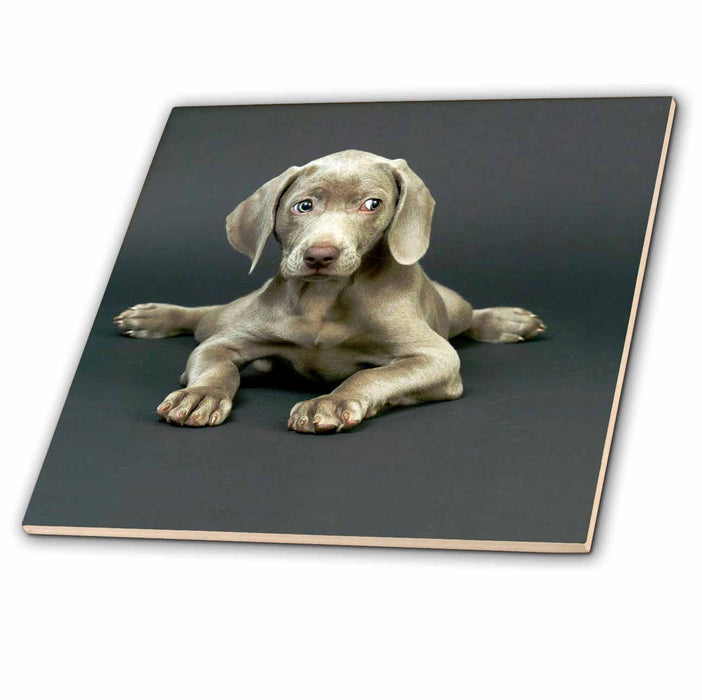 image of 6 Inch Ceramic Tile