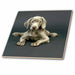 image of 12 Inch Ceramic Tile