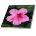 image of 8 Inch Ceramic Tile