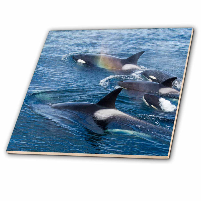 image of 4 Inch Ceramic Tile