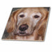 image of 12 Inch Ceramic Tile