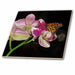 image of 8 Inch Ceramic Tile