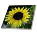 image of 12 Inch Ceramic Tile