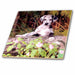 image of 8 Inch Ceramic Tile