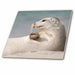 image of 4 Inch Ceramic Tile