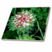 image of 8 Inch Ceramic Tile