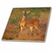 image of 8 Inch Ceramic Tile