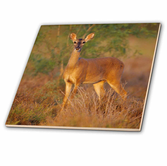 image of 8 Inch Glass Tile