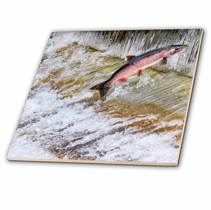 image of 8 Inch Ceramic Tile